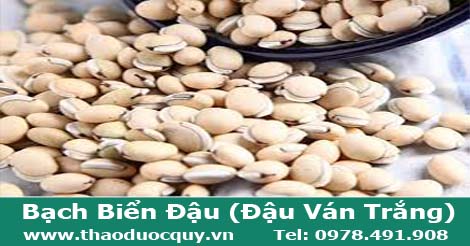 Bạch biển đậu/ Đậu ván trắng