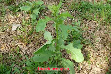 Cải Trời