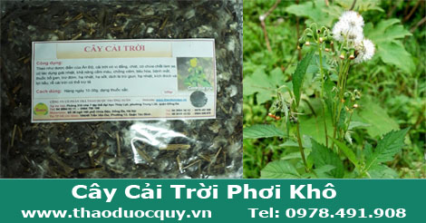 Cây cải trời khô