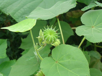 Cối Xay