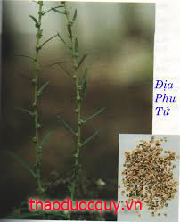 Địa Phụ Tử