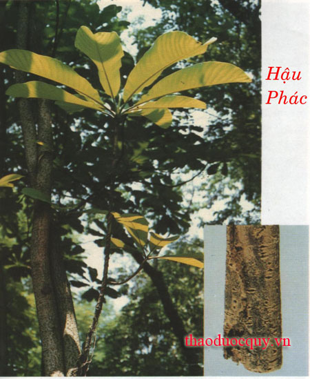 Hậu Phác
