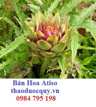 Atiso