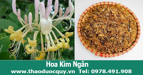 Trà Hoa Kim Ngân