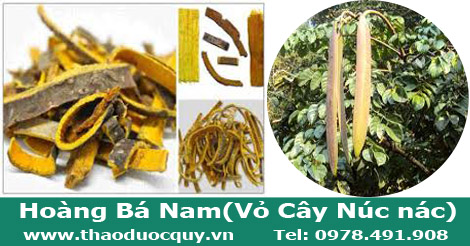 Vỏ núc nác/ Hoàng bá nam