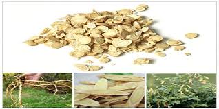 Hoàng kỳ - tăng cường hệ miễn dịch