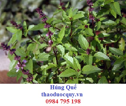É Quế