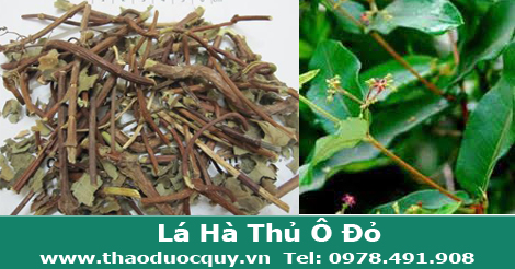 Cây Lá Hà Thủ Ô Đỏ / Dạ giao đằng