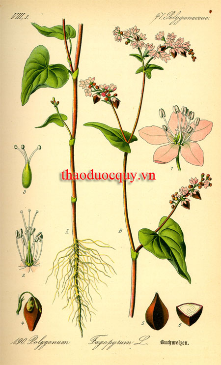Tam Giác Mạch