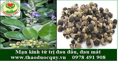 Mạn kinh tử trị đau đầu, đau mắt, cao huyết áp