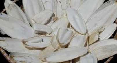 Ô Tặc Cốt