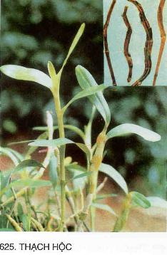 Thiết Bì Thạch Hộc