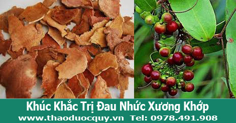 Thổ Phục Linh/Củ Khúc khắc