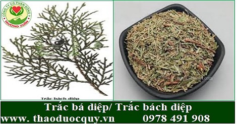 Trắc bá diệp/ Trắc bách diệp
