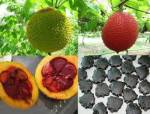 Rượu hạt gấc giảm đau nhức, tiêu sưng