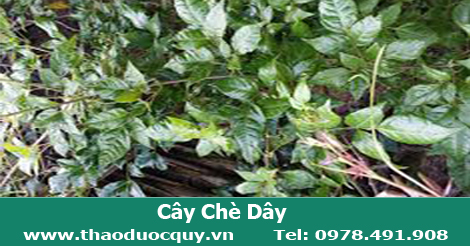 c&acirc;y ch&egrave; d&acirc;y