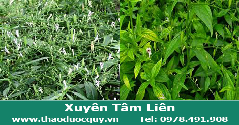 cây thuốc xuyên tâm liên