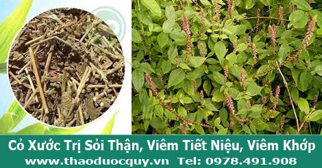 cỏ xước