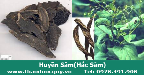 Huyền s&acirc;m hay c&ograve;n gọi l&agrave; hắc s&acirc;m