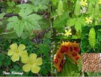 D&acirc;y mướp đắng