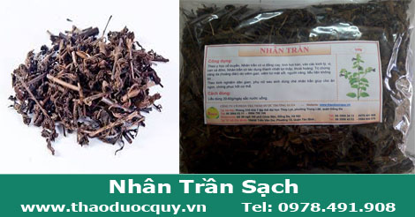 Nh&acirc;n-Trần-trị-vi&ecirc;m-gan-v&agrave;ng-da